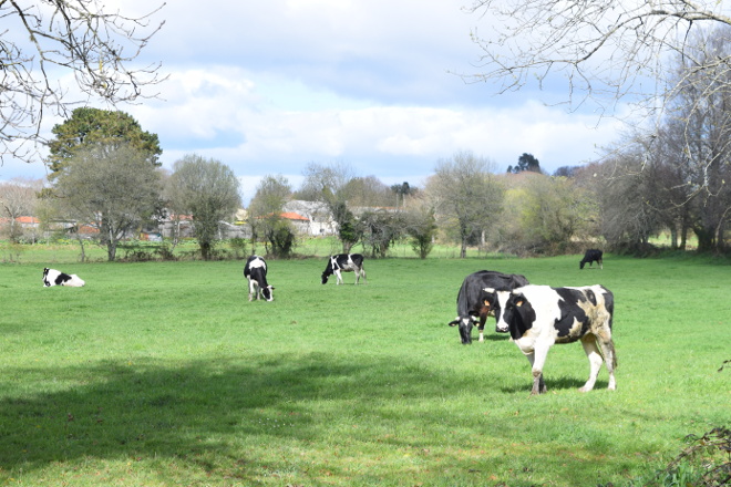 O Parlamento Galego pide reformas para asegurar o futuro do sector lácteo