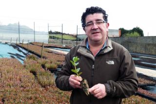 “Galicia convertirase nunha potencia en eucalipto nitens, que é a estrela das plantacións forestais”