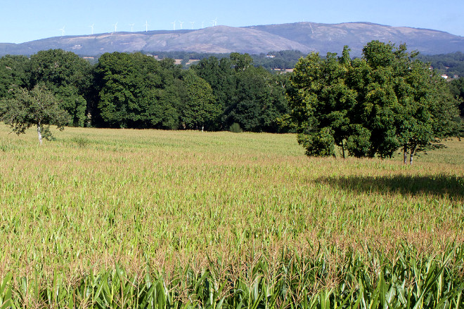 Resultados de los ensayos del Ciam con las variedades de maíz forrajero 2019