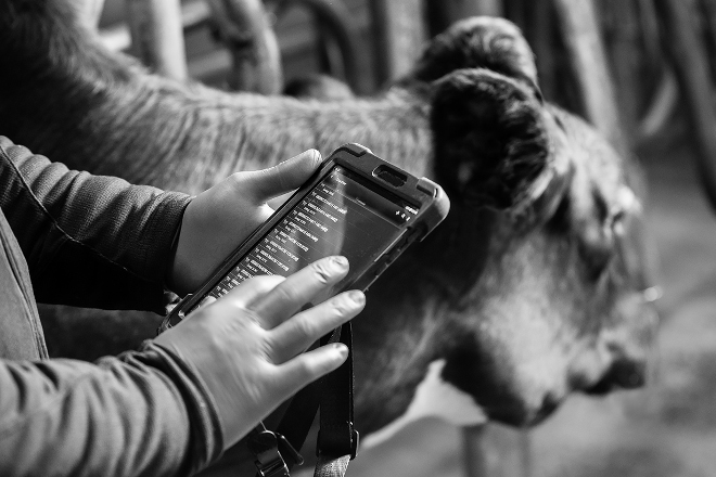 Zoetis compra Smartbow, el nuevo dispositivo de monitorización de vacas lecheras
