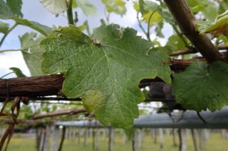 Areeiro incide en extremar o control do viñedo polo mildio ante a previsión de choivas