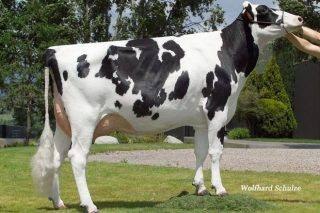 Embriomarket saca unha promoción de lotes de embrións de raza Holstein