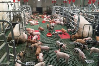 Galicia foi a comunidade máis galardoada nos Porc d´Or, os premios ás mellores granxas de porcino de España