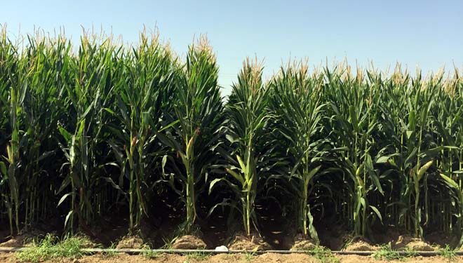 Criterios de selección de híbridos de maíz para silo