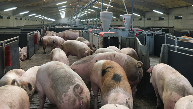 Perspectivas para el sector porcino en los próximos meses