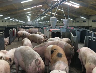 Radiografía sobre o sector porcino: retos e cifras das granxas de porcos