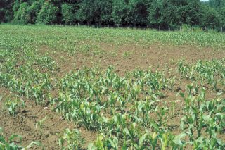 Síntomas e tratamento do verme do arame en millo