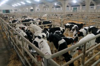 A Asociación Agraria de Galicia pide a apertura dos mercados gandeiros
