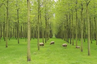 Amplo programa de formación forestal na provinca de Lugo este outono