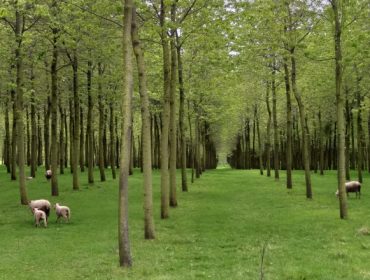 Medio Rural entrega 13.000 plantas de castiñeiro ós viveiros forestais galegos
