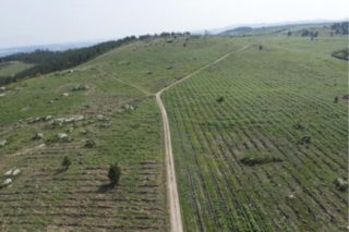 As plantacións de piñeiro recuperan importancia en Galicia