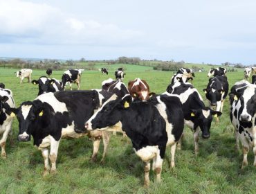 Galicia sitúase entre as 10 rexións de Europa que máis aumentaron a produción de leite tralo fin das cotas