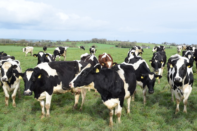 Vacas leiteiras en Pastoreo en Irlanda
