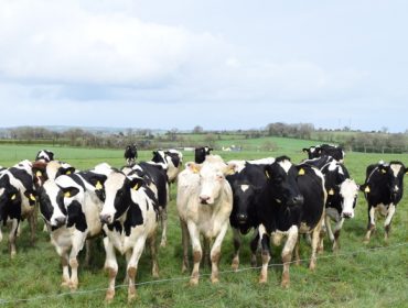 Por que as granxas noutros países europeos resisten mellor as crises do sector lácteo?