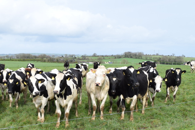 Vacas leiteiras en Irlanda, onde a alimentación se basea no pasto