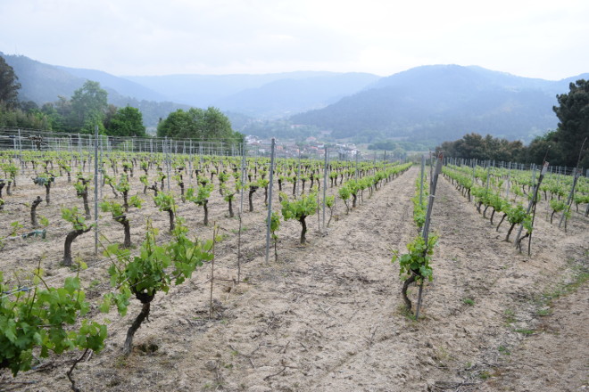 Jornadas informativas sobre el futuro de la vitivinicultura gallega en el Museo do Viño de Galicia