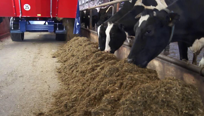 Como conseguir que as vacas aproveiten mellor a ración e evitar que escollan o penso?