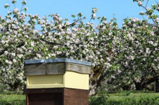 Xornada sobre as vantaxes de combinar apicultura e fruticultura
