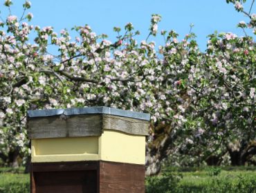 Cursos de fruticultura e apicultura en San Sadurniño