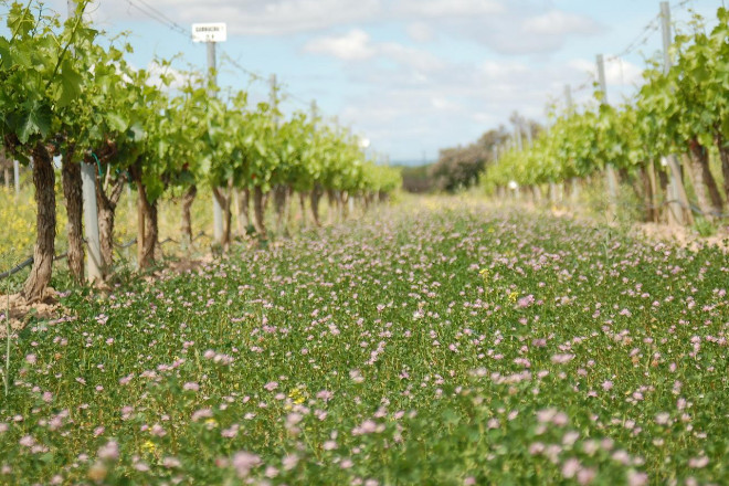 Claves para gestionar las cubiertas vegetales y optimizar sus beneficios en los viñedos