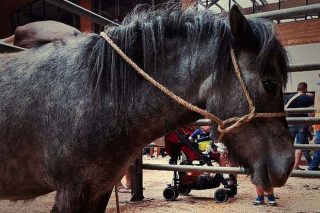 Os cabalos para vida acadan un prezo medio de 1.275 euros na Feira Cabalar da Ascensión