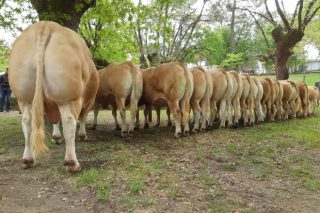 Vacas premiadas na  XXI Feira Degustación da Tenreira Galega de Láncara