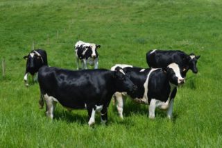 Como facer máis rendibles as vacas de descarte?