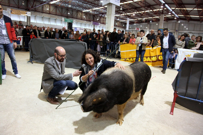 Los mejores cerdos celtas y los ganaderos más hábiles en su manejo se decidirán en la feria Abanca Semana Verde de Galicia