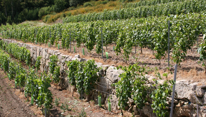 Xornada formativa en Ribadumia sobre “O futuro da viticultura”