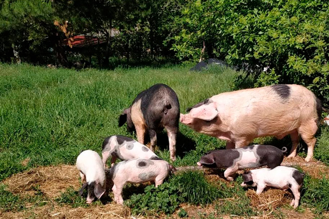 Ayudas a las que podrán acogerse los criadores de Porco Celta con la nueva PAC