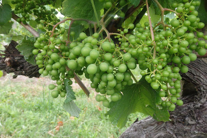 Aconsejan controlar la vegetación en el viñedo para combatir el mildiu