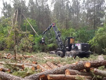 Organizacións silvícolas e da madeira defenden o consenso acadado no Plan Forestal