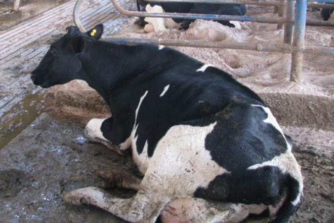 ¿En que hai que mellorar o benestar animal nas ganderías de vacún de leite?