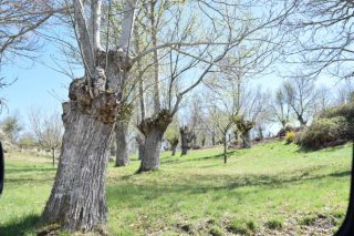 Obradoiro de poda de castiñeiro organizado polo Distrito Forestal Lugo-Sarria