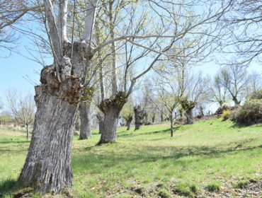 Cursos sobre plantación de castiñeiros de froito en Paderne de Allariz, Monterroso e O Saviñao