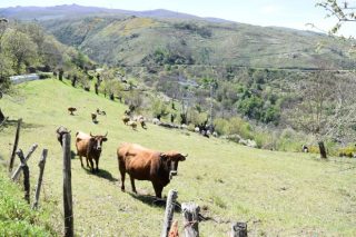 Polémica por unha carta de Medio Rural a beneficiarios de axudas agroambientais
