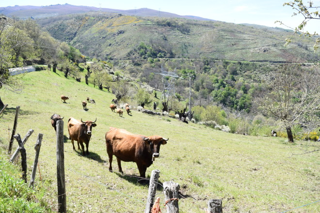 Las medias verdades sobre el impacto ambiental de la ganadería