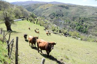 Preto de 11.000 produtores galegos reciben 17 millóns da PAC das axudas a zonas con limitacións naturais