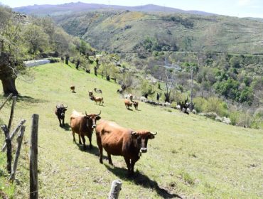 Preto de 11.000 produtores galegos reciben 17 millóns da PAC das axudas a zonas con limitacións naturais