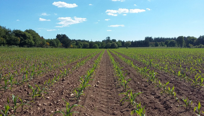 Control de pragas e malas herbas en millo: a estratexia de Kenogard