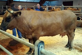 Vendida unha vaca por 5.000 euros en Amio