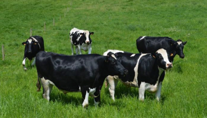 ¿Cómo hacer más rentables las vacas de descarte?