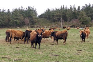 A Deputación de Lugo apoia a comercialización de carne  e produtos de razas autóctonas galegas