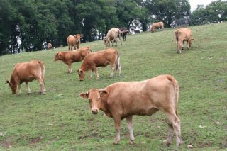O Goberno aproba reducións no IRPF para gandeiros de vacún de carne e viticultores