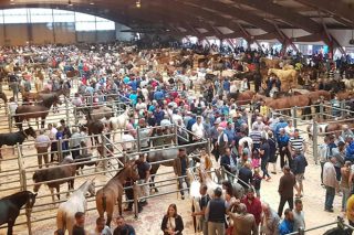Os cabalos para vida acadan un prezo medio de 1.465 euros na Feira de Gando Equino do Apóstolo