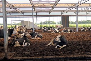Granxa Lagendijh, en Holanda, liberdade para as vacas e manexo automatizado