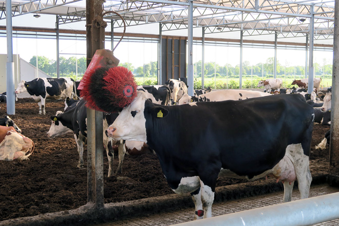 ¿Qué medidas claves mejoran el bienestar en las granjas de vacuno de leche?