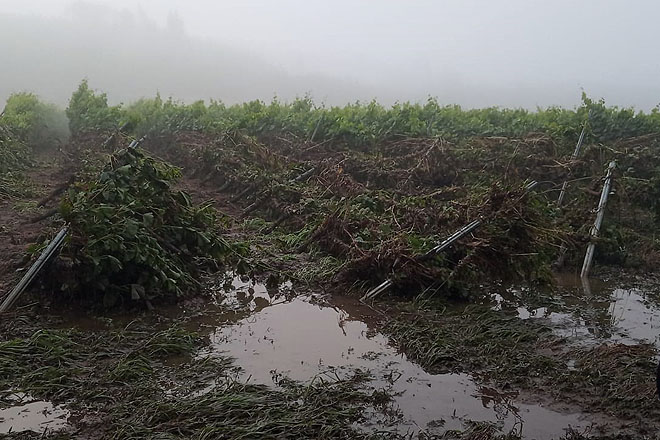 Importantes pérdidas por las tormentas en los viñedos de Monterrei y Valdeorras