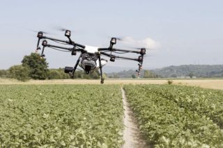 Primeira proba cun dron para sulfatar cultivos na Limia