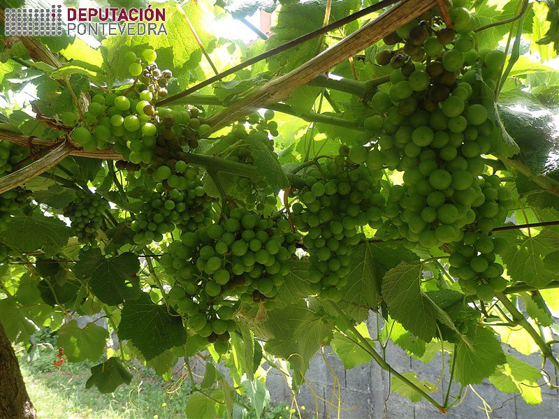 Areeiro advierte de que el tiempo está siendo muy favorable para el mildio y el oídio en viña